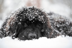 Newfoundland Dog Covered With Snow