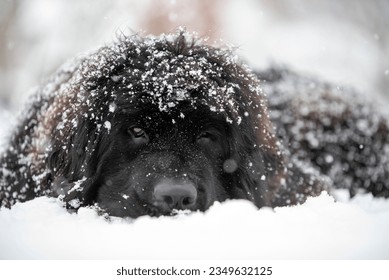Newfoundland dog covered with snow