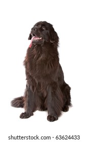 Newfoundland Dog Isolated On White