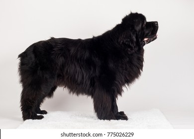 Newfoundland Dog Isolated On White Background