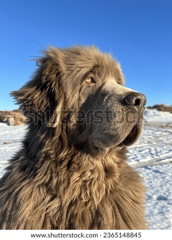 Newfoundland dog on the beach