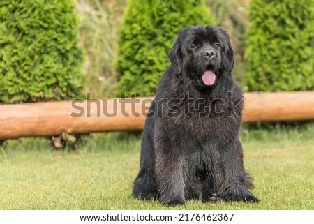 Newfoundland dog on a summer day in the garden. Newfoundland dog breed in an outdoor. Big dog on a green field. Rescue dog. 