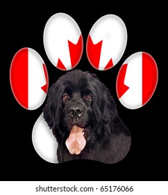 Newfoundland Dog Portrait With A Background Of Canada Flag In Paw Print