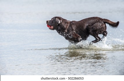 A Newfoundland Dog Runs Through Water