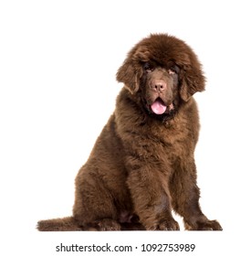 Newfoundland Dog Sitting, Panting, Isolated