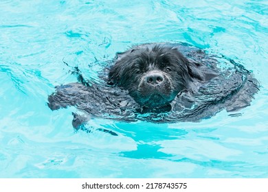 Newfoundland dog swims in the pool. Close-up of a dog's head in water. Rescue dog in the water. - Shutterstock ID 2178743575