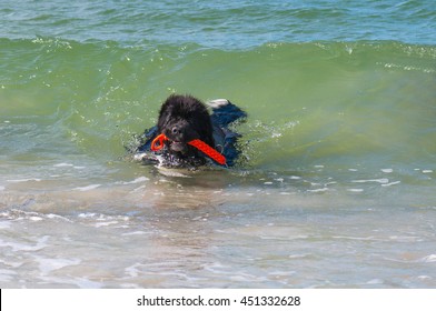 Newfoundland Dog In The Water 