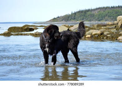 Newfoundland Dog In Water