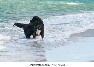 Newfoundland Dog In Water During Rescue Training