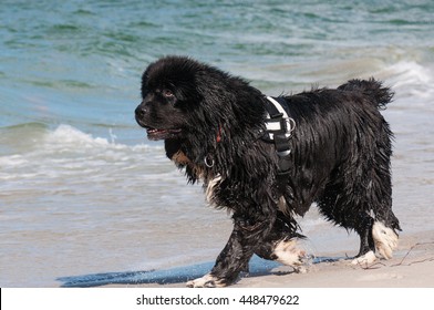 Newfoundland Dog In Water During Rescue Training