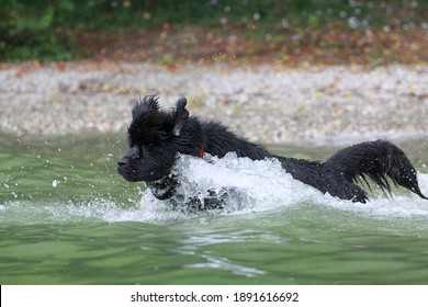 Newfoundland Dog In Water Swimming 