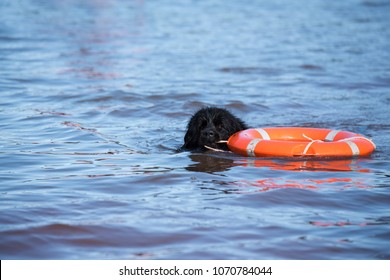 Newfoundland Dog Water Work Training