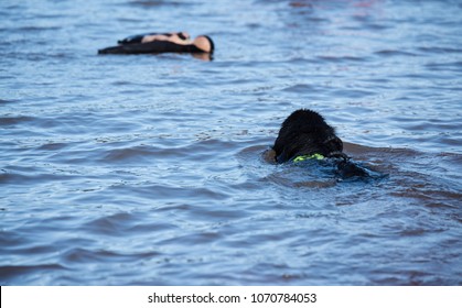 Newfoundland Dog Water Work Training