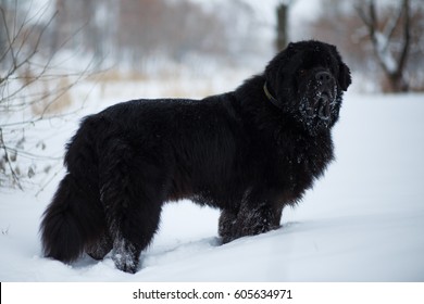 4,375 Newfoundland Dog Puppy Images, Stock Photos & Vectors | Shutterstock