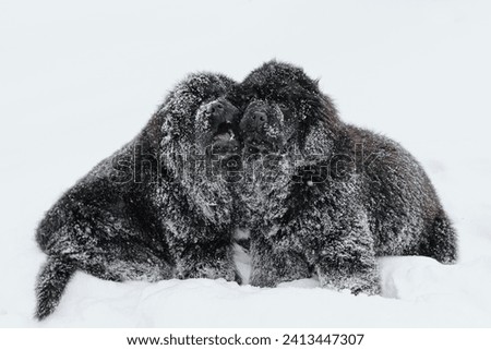 newfoundland puppies, two black big young dogs sit in park in snowfall in winter, dogwalking concept