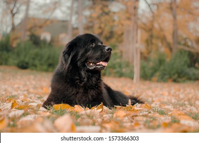 Newfoundlender Dog Laying In The Grass And Autumn Leaves.