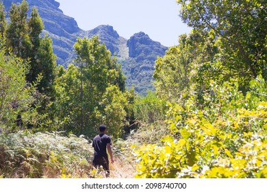 Newlands Forest Cape Town South Africa Stock Photo 2098740700 ...