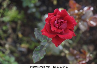 Newly bloomed roses in Dalat City, Lam Dong Province, Vietnam. Select a nice one to show your feelings to your loved ones.