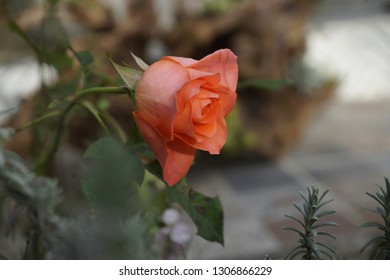 Newly bloomed roses in Dalat City, Lam Dong Province, Vietnam. Select a nice one to show your feelings to your loved ones.