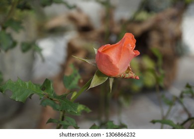 Newly bloomed roses in Dalat City, Lam Dong Province, Vietnam. Select a nice one to show your feelings to your loved ones.
