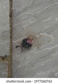 Newly Born Baby Bird Attacked And Killed By A Cat On A Sandstone Paving Stone Background In A Garden In Rural Devon, England, UK