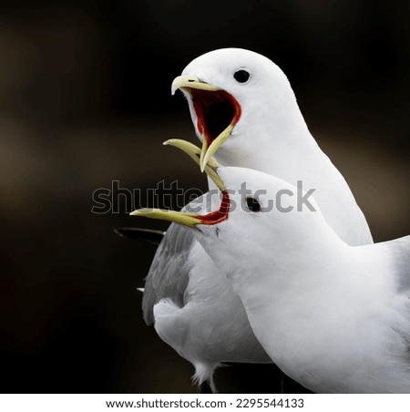 Similar – Image, Stock Photo A sea rat rarely comes alone