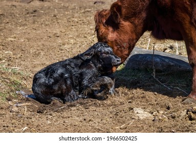 A Newly Born Black Angus Calf