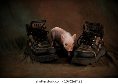 Newly born piglet of Vietnamese Chinese pig breed plays with huge working boots in the studio. Beautiful background desktop wallpaper postcard. Photos of old style with soft pattern. Selective focus