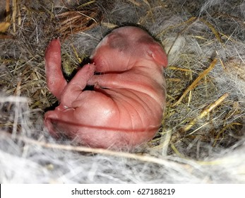 Newly Born Rabbit