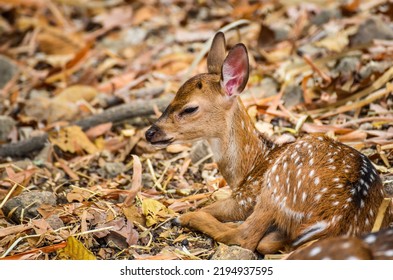 Newly Born Red Deer Cub Sleeping