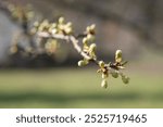 newly budded tree branch. Budding fruit tree in spring.