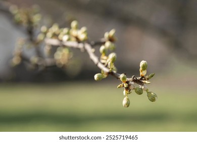 newly budded tree branch. Budding fruit tree in spring. - Powered by Shutterstock