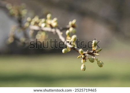 newly budded tree branch. Budding fruit tree in spring.