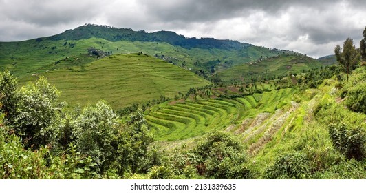 Newly constructed terraces in Rwanda, Gishwati forest area, to combat erosion  In the background villages perched against the hills