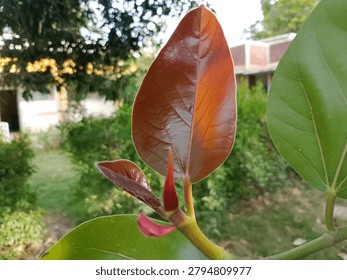 Newly developing leaves of banyan tree Ficus benghalensis are shown emerging with fresh tender growth and vibrant green coloration The young foliage displays soft texture and delicate structure as it unfolds from the branch Natural sunlight enhances botanical detail and contrast highlighting seasonal growth tropical vegetation and the life cycle of this iconic tree in an outdoor environment