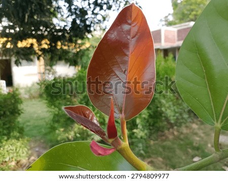 Newly developing leaves of banyan tree Ficus benghalensis are shown emerging with fresh tender growth and vibrant green coloration The young foliage displays soft texture and delicate structure as it unfolds from the branch Natural sunlight enhances botanical detail and contrast highlighting seasonal growth tropical vegetation and the life cycle of this iconic tree in an outdoor environment