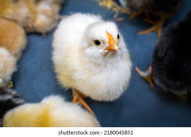 Newly eaten white chicken after the incubation period. Breeding of chickens. Selective focus