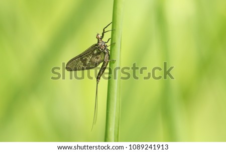 A newly emerged Mayfly ( Ephemera vulgata) perching on a grass stem.