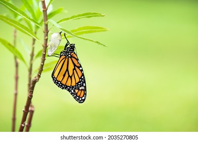 Newly emerged Monarch butterfly (danaus plexippus) and its chrysalis shell hanging on milkweed leaf. Natural green background with copy space.