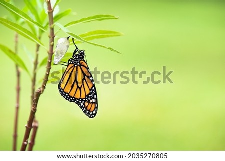 Newly emerged Monarch butterfly (danaus plexippus) and its chrysalis shell hanging on milkweed leaf. Natural green background with copy space.