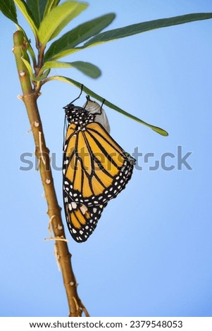 Newly emerged Monarch butterfly (danaus plexippus) hanging and drying its wings on milkweed leaf. Bright blue sky background.