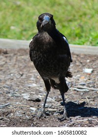 A Newly Feathered Juvenile  Australian Magpie Cracticus Tibicen  Stands In A Parking Area Next To A Green Grassy Field At Big Swamp  Bunbury Western Australia On A Fine Sunny Day In Late Autumn.