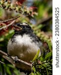 A newly fledged Willy Wagtail (Rhipidura leucophrys) calling for food.