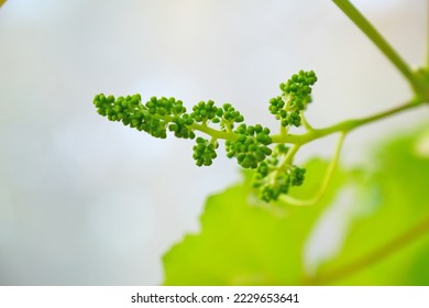 Newly formed bunches of baby Grapes. Green flowers of grape, the initial development of the grapes. - Shutterstock ID 2229653641