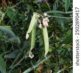 Newly formed Sweet Pea seed pods