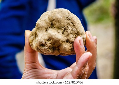 Newly found white truffle in piedmont Italy
