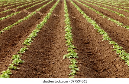 Newly Germinated Potatoes Growing In An Idaho Farm Field.