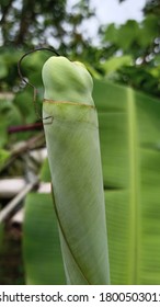 A newly growing banana leaf