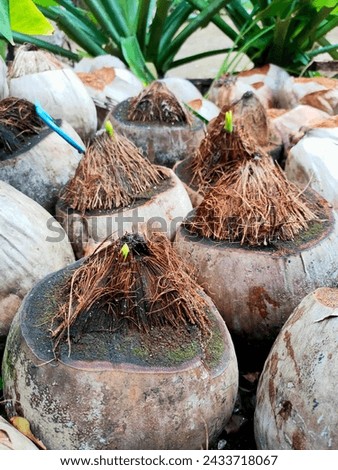 newly growing coconut shoots for agriculture