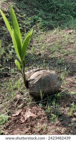 Newly growing coconut shoots taken at a high angle